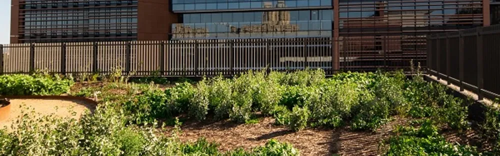 Yerrabingin Indigenous Rooftop Farm Banner